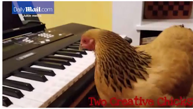 Sững sờ trước cảnh gà mái chơi piano điêu luyện bản nhạc