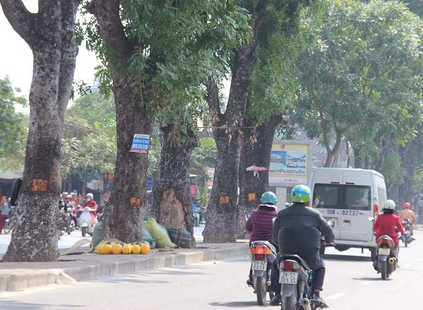Hà Nội: Công an vào cuộc điều tra hàng loạt cây xà cừ bị đẽo vỏ tại đường Láng