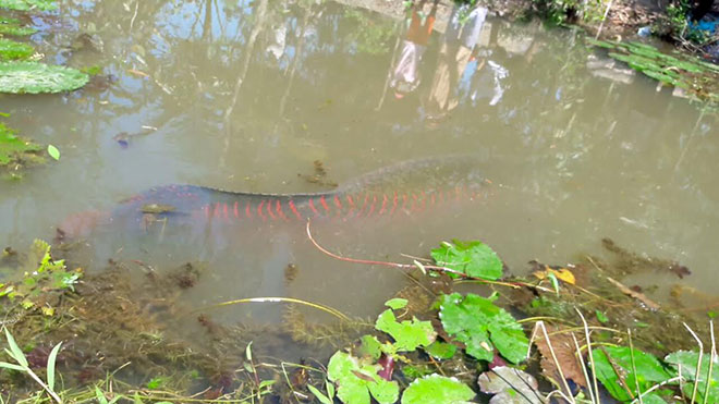 Hàng trăm người dân kéo đến Tiền Giang xem cá khổng lồ nặng trên 100kg