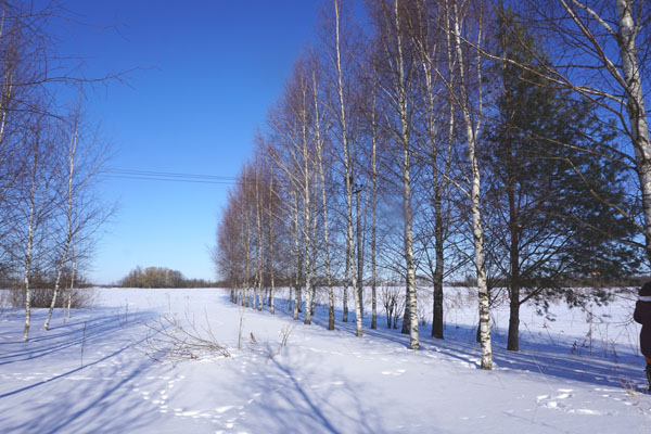 Vẻ đẹp của cánh đồng băng giá Borodino, Moskva (Nga)
