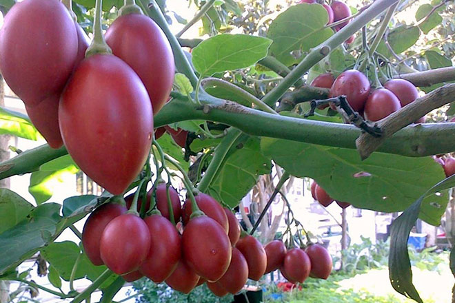 Cà chua thân gỗ có gì bổ dưỡng mà giá cao “ngất ngưởng” 1 triệu đồng/kg