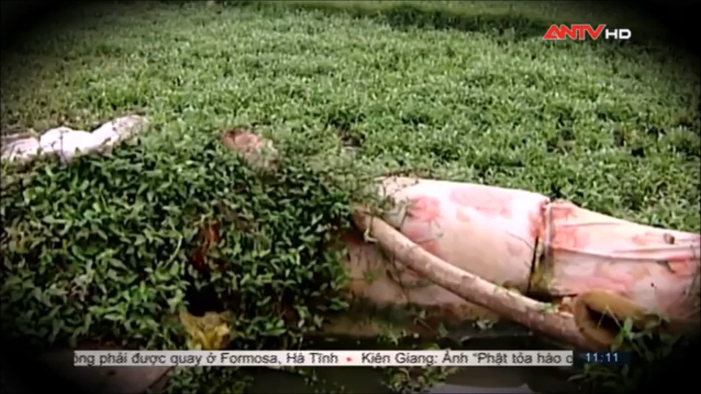 Không xem phóng sự thì không biết rau muống được trồng quanh mộ, tưới nước mương và phun thuốc trừ sâu ở Hà Nội