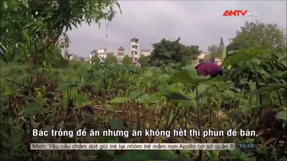 Không xem phóng sự thì không biết rau muống được trồng quanh mộ, tưới nước mương và phun thuốc trừ sâu ở Hà Nội