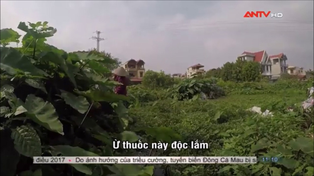 Không xem phóng sự thì không biết rau muống được trồng quanh mộ, tưới nước mương và phun thuốc trừ sâu ở Hà Nội