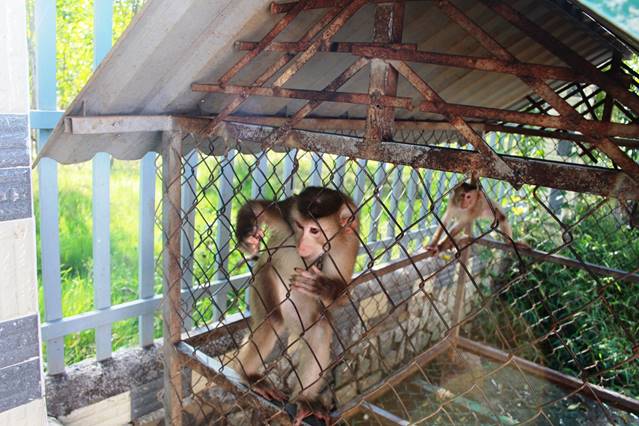 13 cá thể khỉ được trả về tự nhiên trong 24 giờ