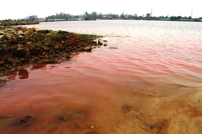 Dải nước đỏ xuất hiện ở biển Chân Mây - Lăng Cô chỉ là một loại tảo
