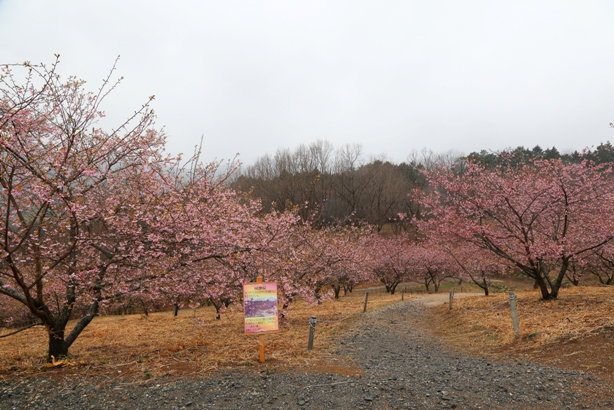 Hoa nở trong tuyết ở Fukushima