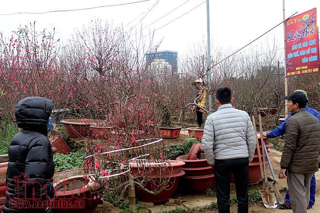 Người dân trồng đào Nhật Tân bội thu do thời tiết ủng hộ