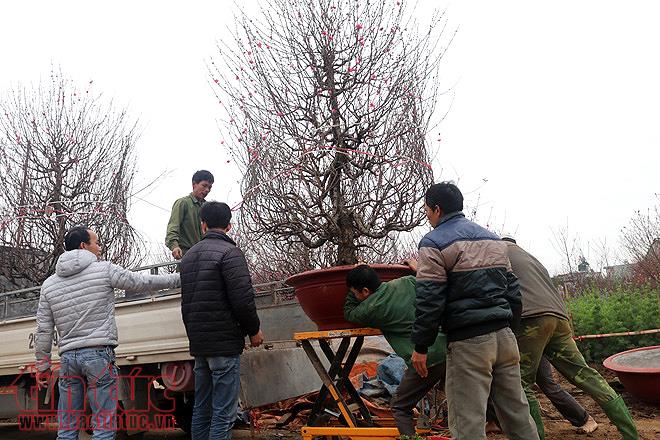 Người dân trồng đào Nhật Tân bội thu do thời tiết ủng hộ