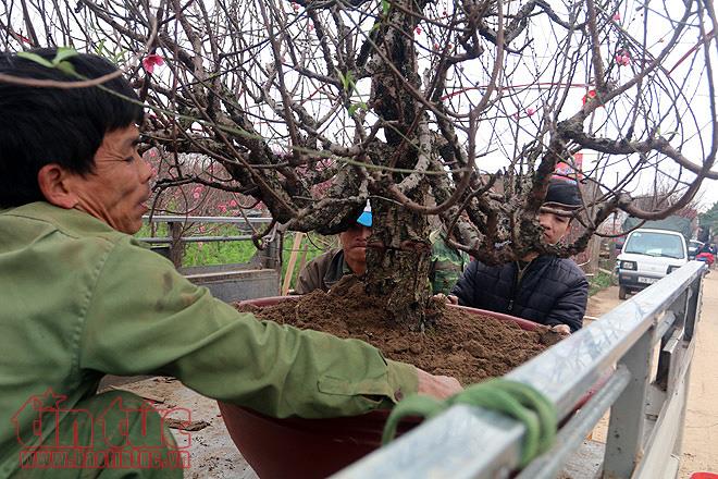 Người dân trồng đào Nhật Tân bội thu do thời tiết ủng hộ