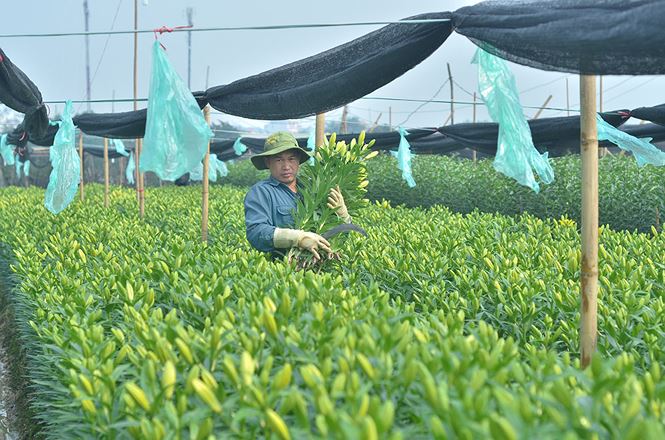 Hà Nội: Làng hoa Tây Tựu hối hả 'bung hàng' Tết