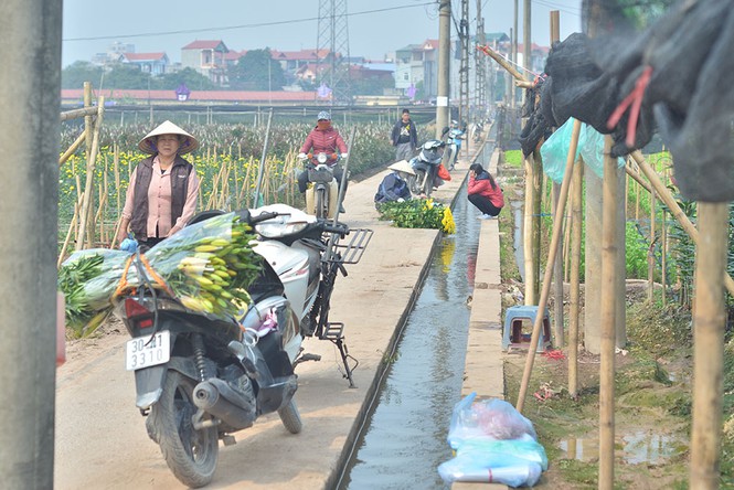 Làng hoa Tây Tựu hối hả trước Tết - ảnh 2