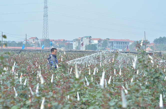 Làng hoa Tây Tựu hối hả trước Tết - ảnh 6