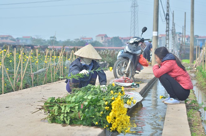 Làng hoa Tây Tựu hối hả trước Tết - ảnh 9