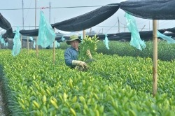 Hà Nội: Làng hoa Tây Tựu hối hả 