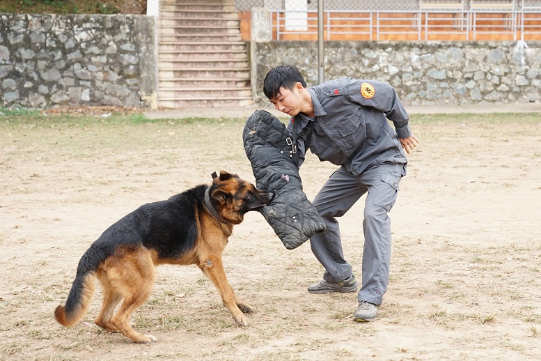 Niềm đam mê huấn luyện chó nghiệp vụ