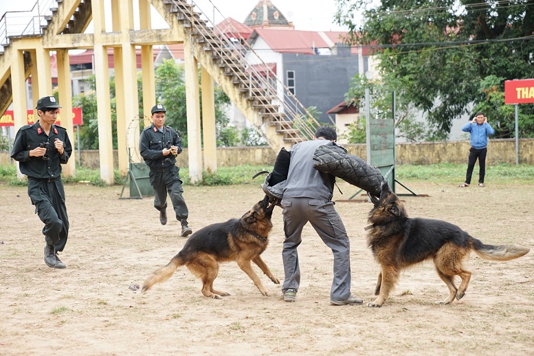 Niềm đam mê huấn luyện chó nghiệp vụ