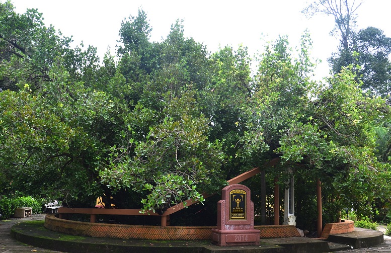 Chuyện về cây mai “thần” hơn 300 năm tuổi ở Nam Bộ