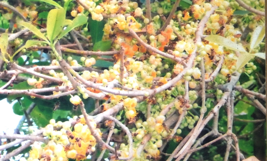 Chuyện về cây mai “thần” hơn 300 năm tuổi ở Nam Bộ