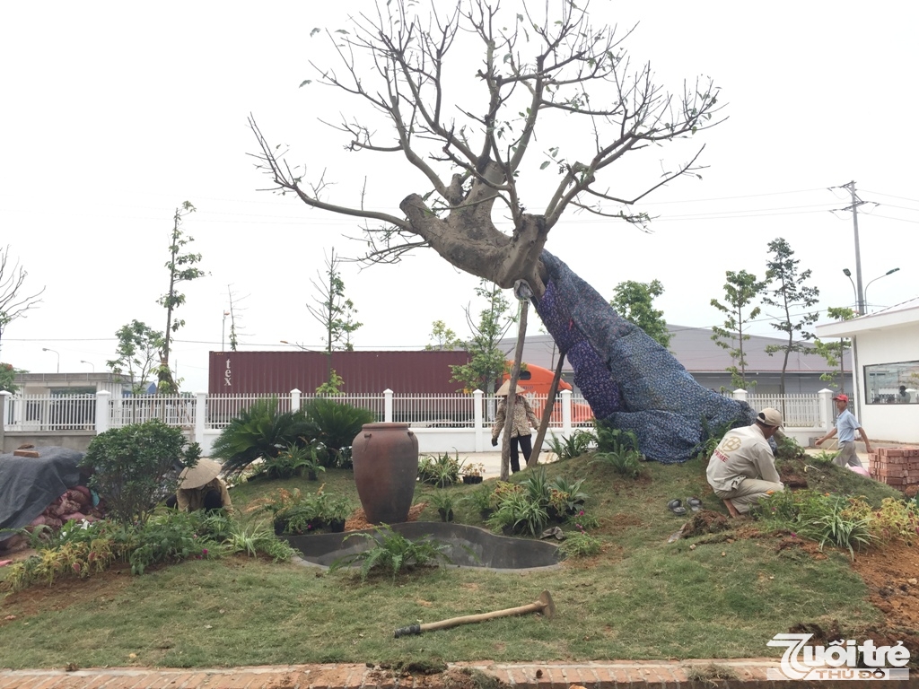 Các anh chị công nhân Công ty Cây Xanh Văn Giang đang gấp rút hoàn tất các hạng mục trồng mới cây công trình để người dân chiêm ngưỡng dịp Tết