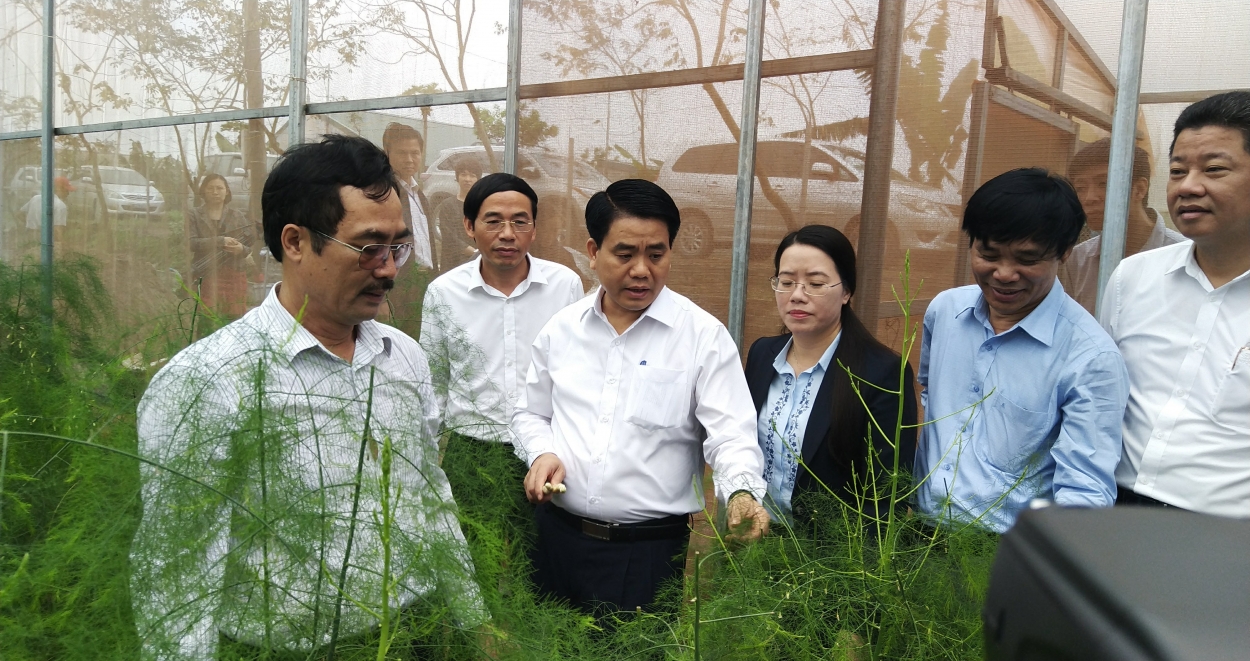 Chủ tịch UBND TP Hà Nội Nguyễn Đức Chung thị sát mô hình nông nghiệp công nghệ cao trồng cây Măng tây Hà Lan ở huyện Phú Xuyên