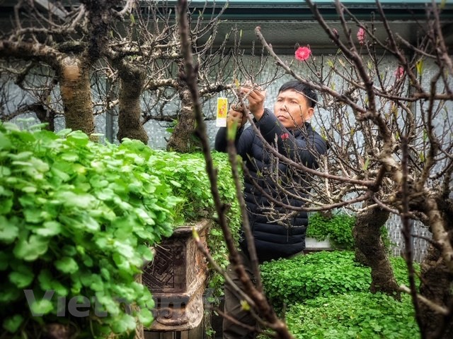 Ngẩn ngơ “sét đánh” với giống đào quý hiếm giá hàng trăm triệu