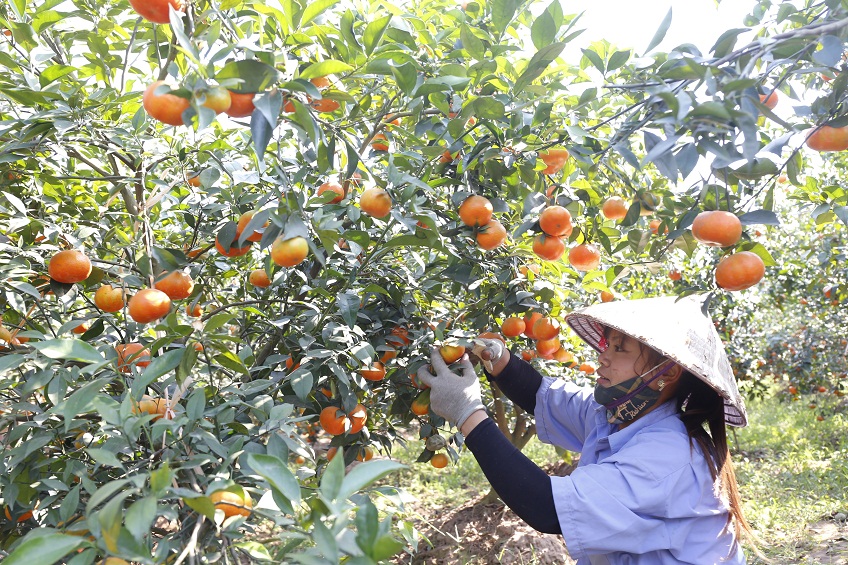 Những vườn cây nặng trĩu quả phần nào cho thấy sức lan tỏa mạnh mẽ của quá trình nông thôn mới tại các địa phương trên địa bàn Hà Nội.