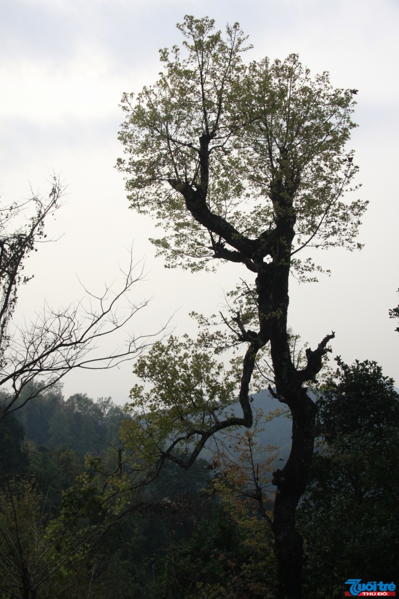 Cây Sau Sau là loại thân gỗ khá cao, mọc hoang dại.