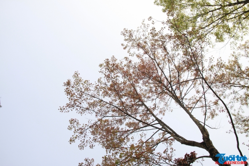 Sau Sau ở Lạng Sơn phổ biến có hai loại: loại lá đỏ và loại lá xanh.