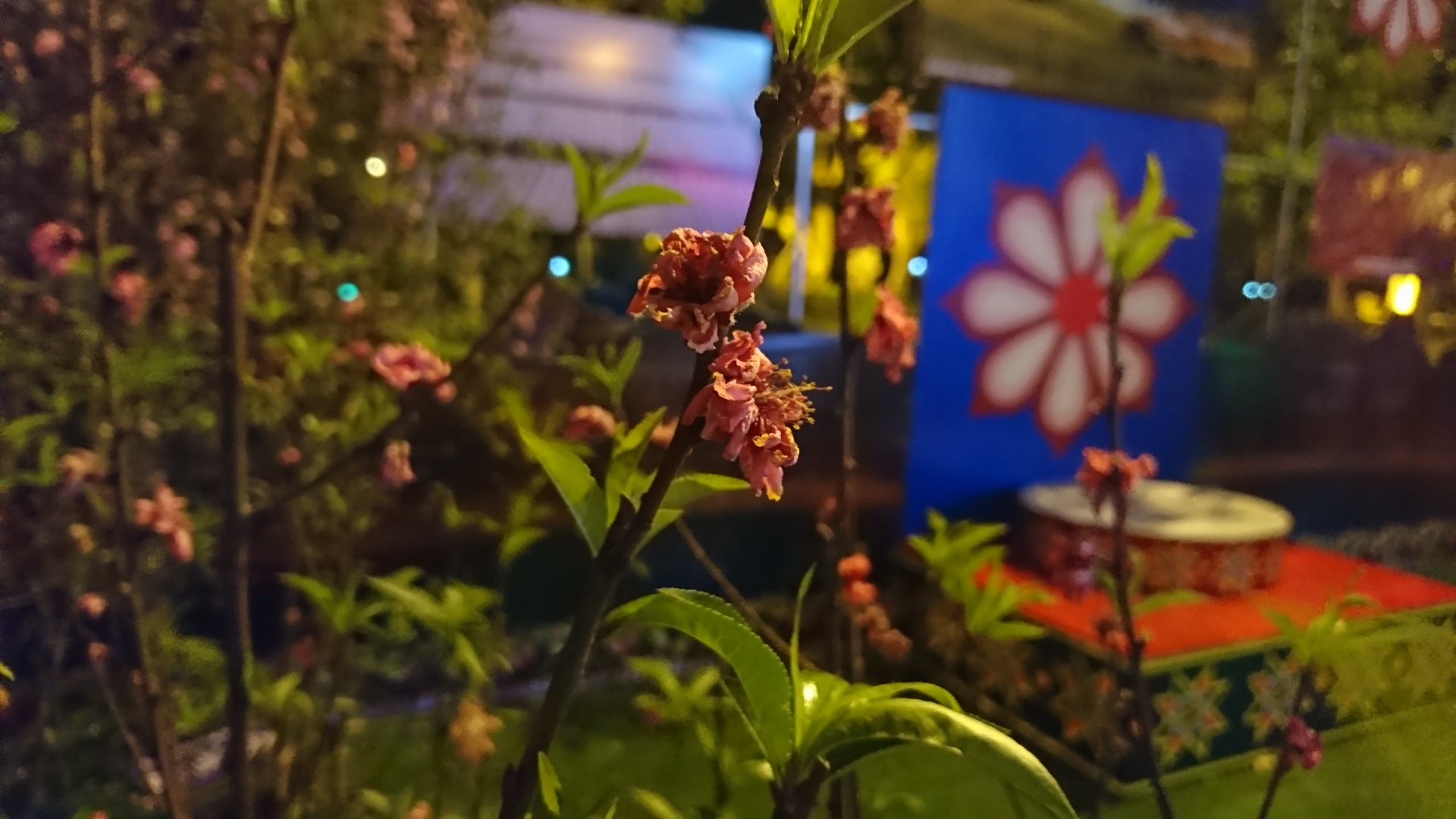 Lạng Sơn: Thu dọn hoa Đào của lễ hội hoa Đào sớm hơn dự kiến