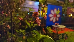 Lạng Sơn: Thu dọn hoa Đào của lễ hội hoa Đào sớm hơn dự kiến