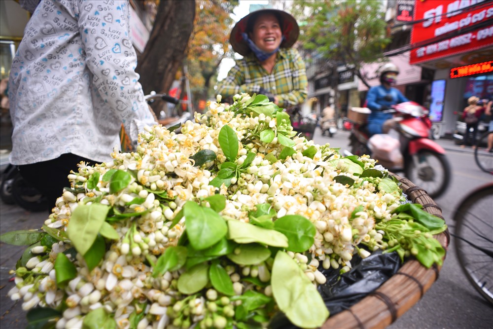 Không biết từ bao giờ mà người dân Hà Nội coi hoa bưởi như một trong những mùa hoa đặc biệt trong năm. Tháng 3 hoa bưởi, tháng 5 hoa bằng lăng, tháng 10 hoa sữa.