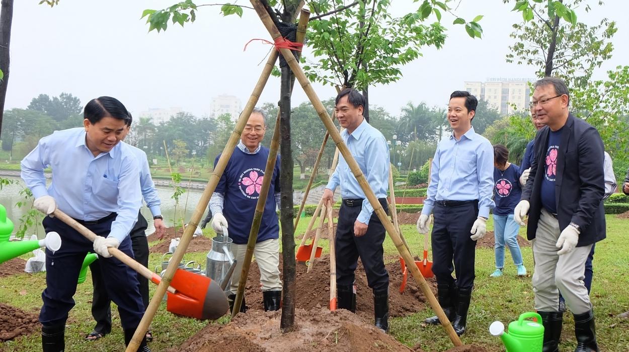 Chủ tịch UBND TP Hà Nội trồng cây hoa anh đào tại Công viên Hoà Bình