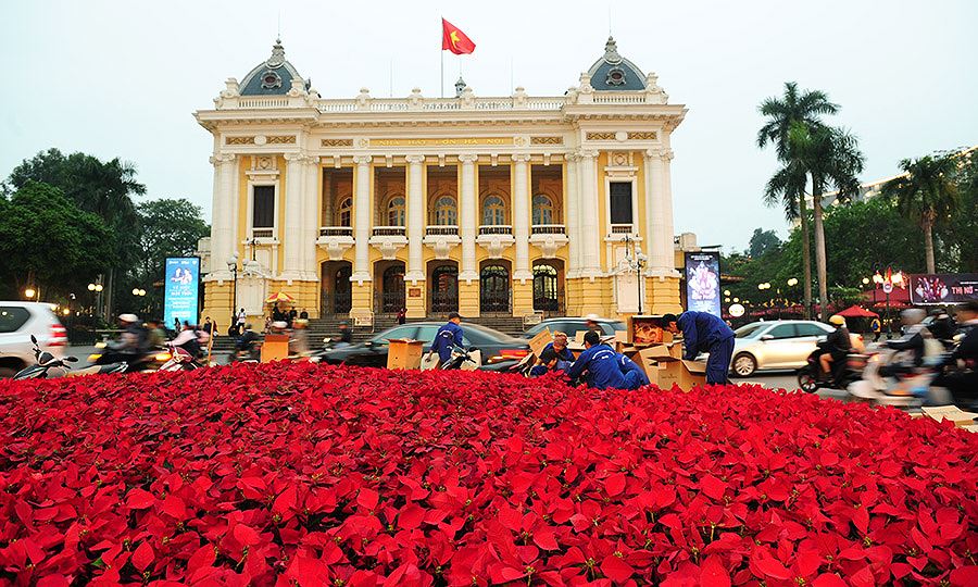 Trung tâm Nhà hát lớn Hà Nội cũng phủ kín sắc đỏ của hoa Đà Lạt