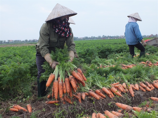 Tổng kết 15 năm tiếp tục đổi mới, phát triển, nâng cao hiệu quả kinh tế tập thể