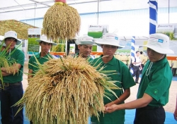 Nhiều ngân hàng cam kết cung ứng đủ vốn cho vay sản xuất lúa gạo