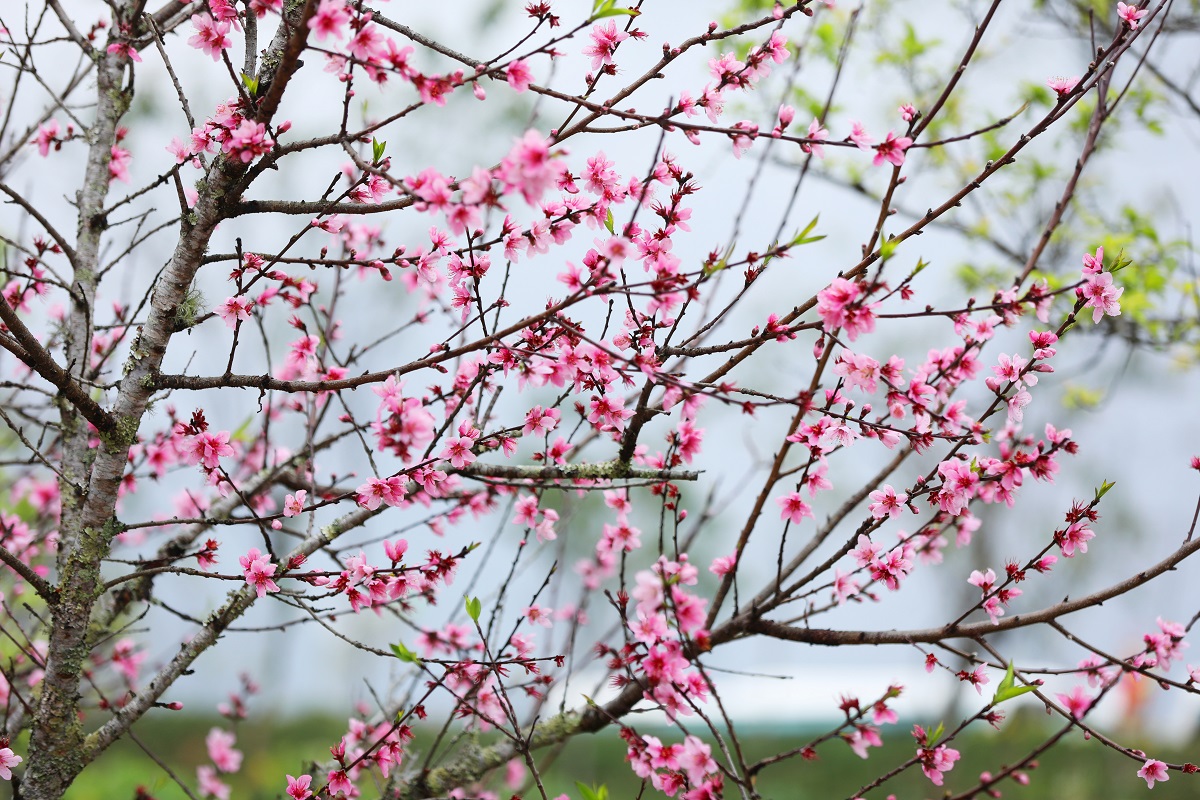 Đây là nơi ngắm hoa đào đẹp nhất miền Bắc!