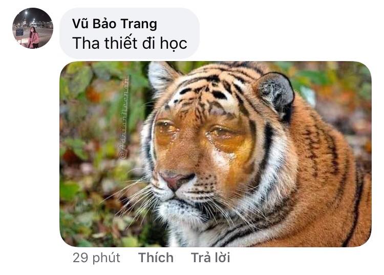 Các bạn sinh viên chế ảnh vui nhộn mượn ý tưởng con hổ nhớ rừng (bài thơ Nhớ rừng - Thế Lữ) để bày tỏ nỗi nhớ trường học và bạn bè