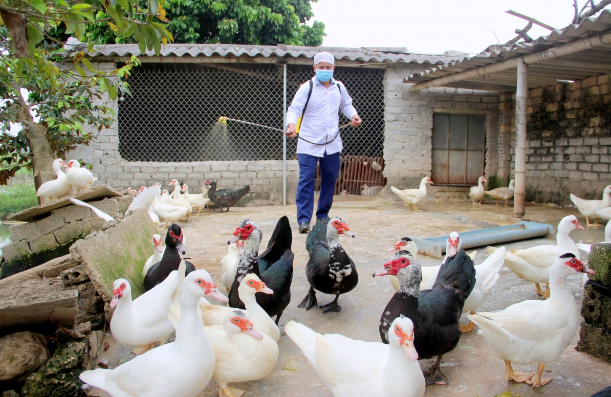 Các địa phương cần chủ động tiêm phòng vắc xin và phun thuốc khử trùng cho đàn vật nuôi để ngăn chặn nguy cơ dịch cúm gia cầm lây lan