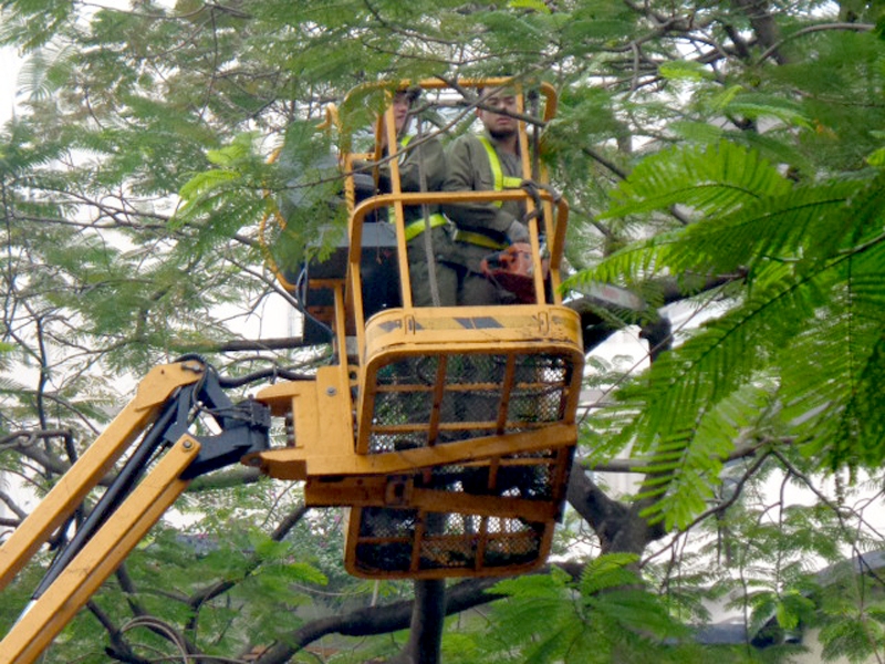 Công nhân Công ty Cây xanh Hà Nội tiến hành cắt tỉa cây trên tuyến phố Lý Thường Kiệt, quận Hoàn Kiếm