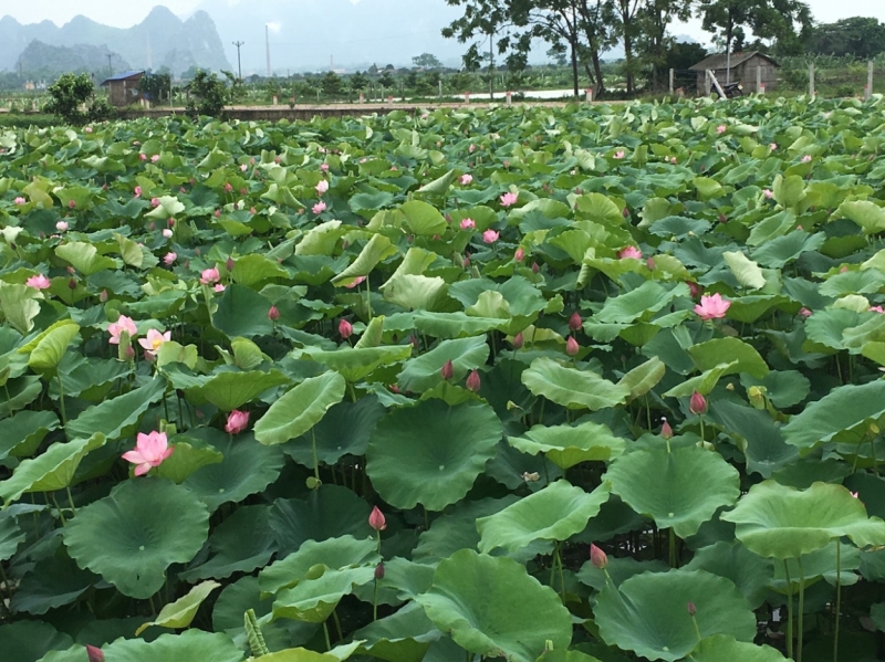 Mô hình trồng sen, nuôi cá mang lại hiệu quả kinh tế cao cho anh Nguyễn Hoàng Hân và người dân thôn Đồi Dùng