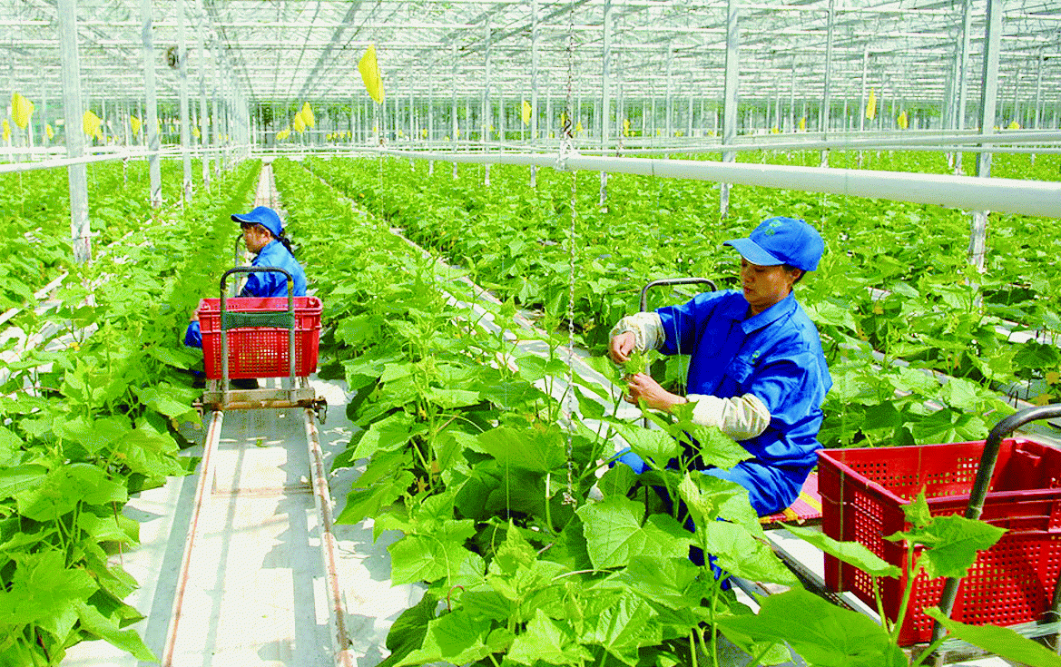 Hà Nội đang đẩy mạnh thu hút doanh nghiệp đầu tư vào sản xuất nông nghiệp ứng dụng công nghệ cao