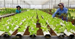 Hà Nội thu hút doanh nghiệp tham gia sản xuất nông nghiệp công nghệ cao