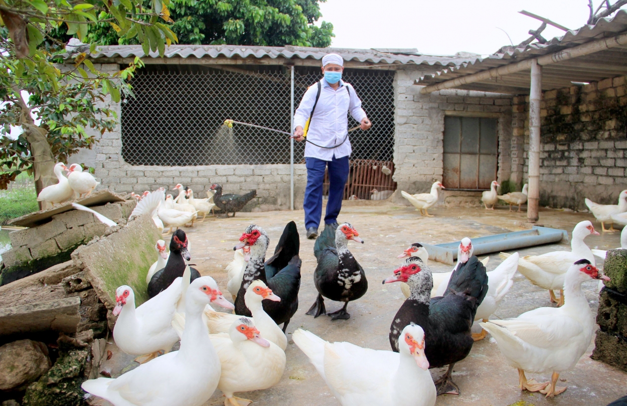 Hà Nội yêu cầu các địa phương tăng cường công tác phòng chống dịch bệnh trên đàn vật nuôi