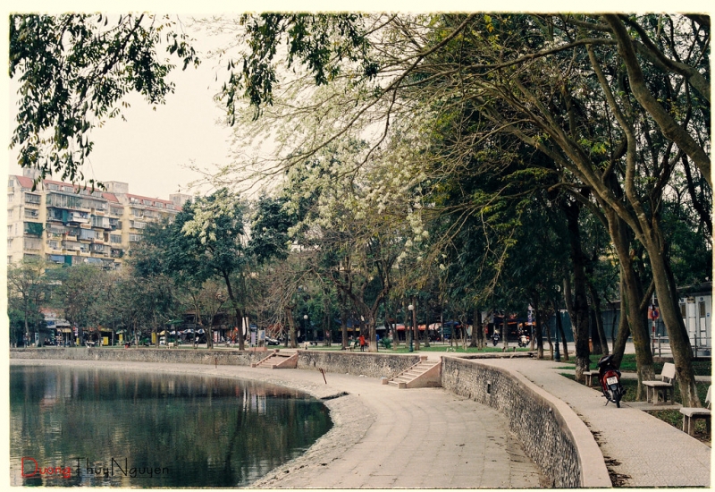 Hoa sưa bên hồ Giảng Võ