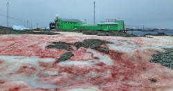 Tuyết màu đỏ máu xuất hiện tại Nam Cực