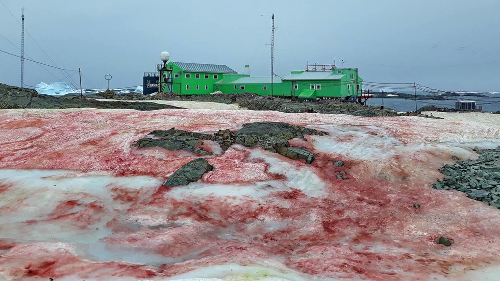 Tuyết màu đỏ máu xuất hiện tại Nam Cực