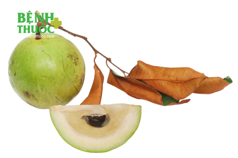 Quả vú sữa đang vào mùa, ăn nhanh để tranh thủ những lợi ích này