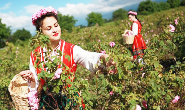 Hà Nội sẽ nghiên cứu trồng thử nghiệm giống hoa hồng đặc sắc của Bulgaria