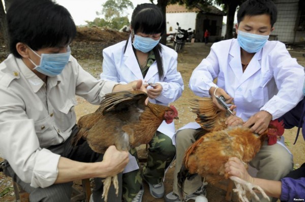 H5N1 bùng phát ở Nam Định, 70 người bị giám sát chặt chẽ